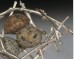 Twig nest brooch with beachstones